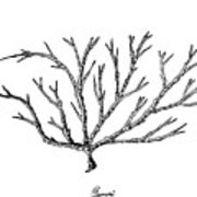180x180 Hand Drawn Of Ogonori Seaweed On White Background Drawing