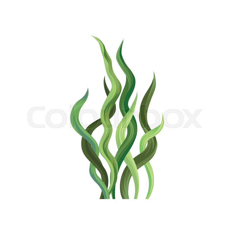 800x800 Underwater Seaweed, Aquatic Marine Stock Vector Colourbox