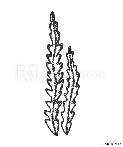 417x500 Seaweed Hand Drawing Sketch Isolated