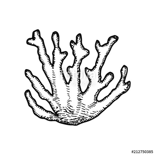 500x500 Seaweed Hand Drawing Vector Isolated Stock Image And Royalty Free
