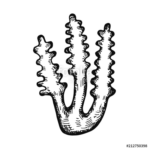 500x500 Seaweed Hand Drawing Vector Isolated Stock Image And Royalty