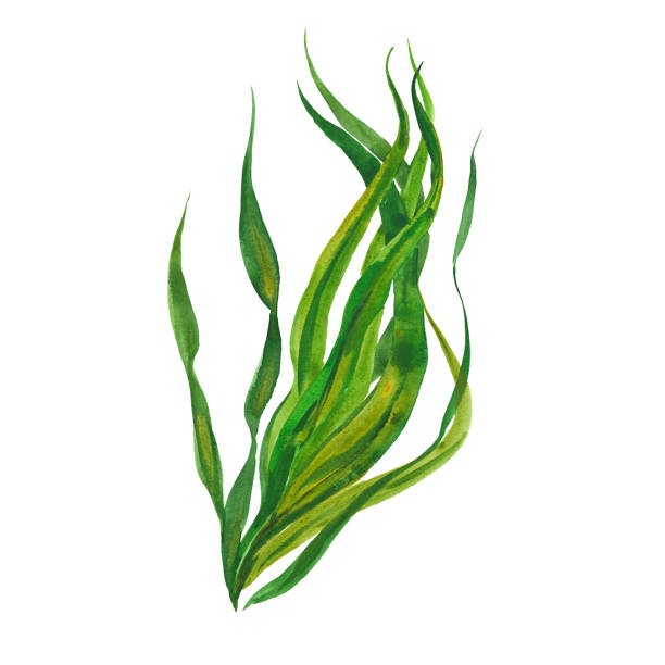 612x612 Seaweed Clipart