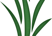 200x140 Seaweed Clipart