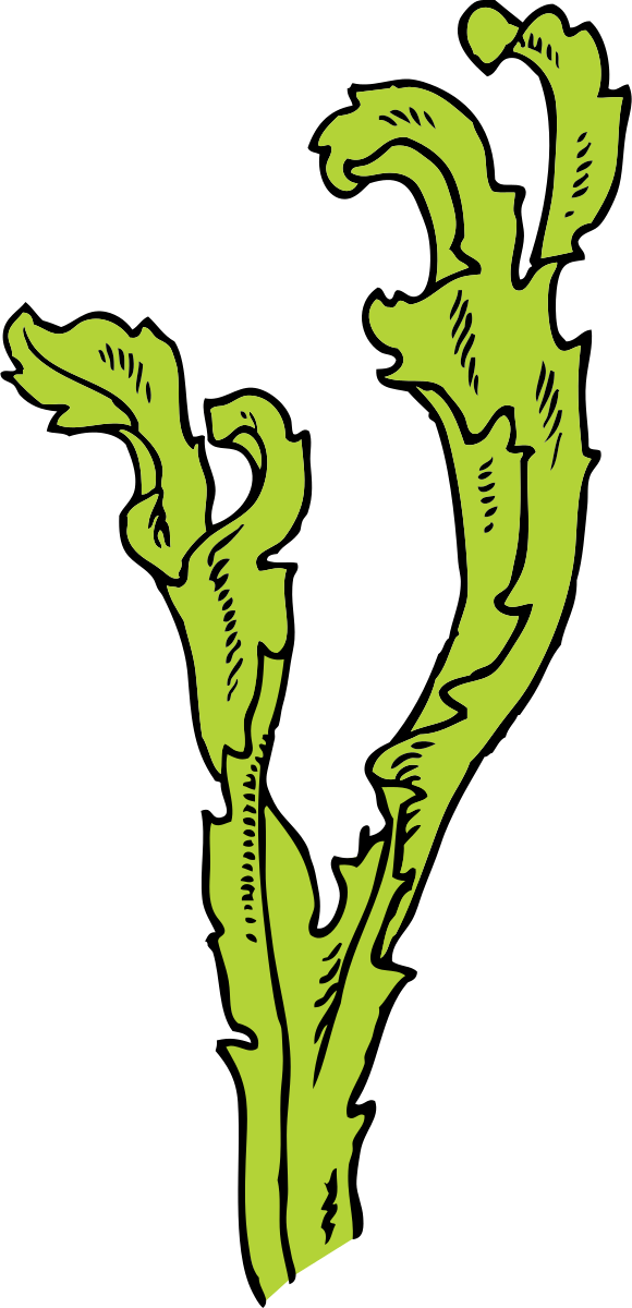 580x1200 Seaweed Graphic Royalty Free Free Download On Unixtitan