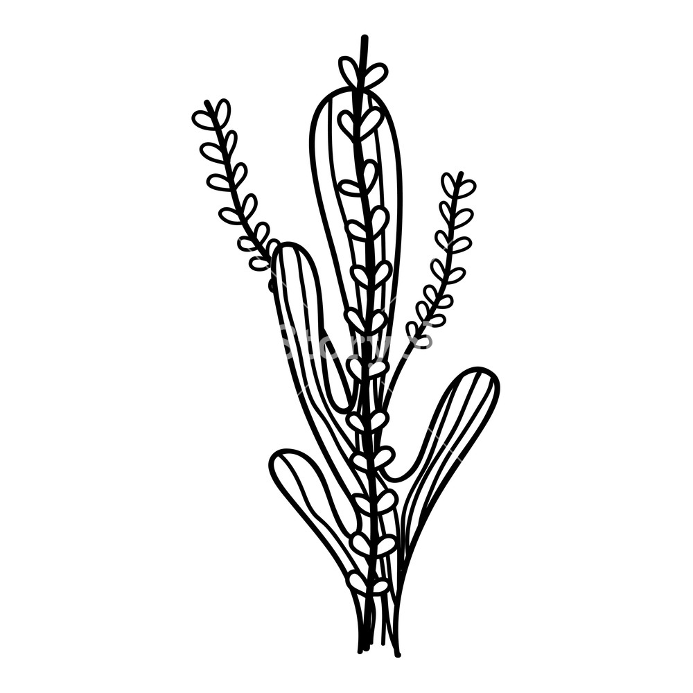 1000x1000 Seaweed Underwater Nature Icon Vector Illustration Design Royalty