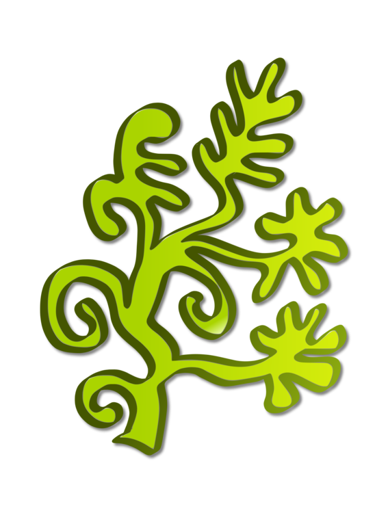 567x750 Collection Of Free Algae Drawing Kelp Download On Ui Ex