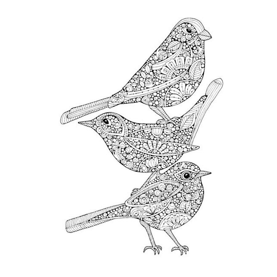 900x900 Bird Kingdom Coloring Book For Adults Children Relieve Stress Kill