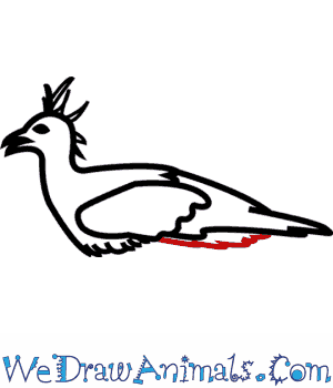 300x350 How To Draw A Secretary Bird