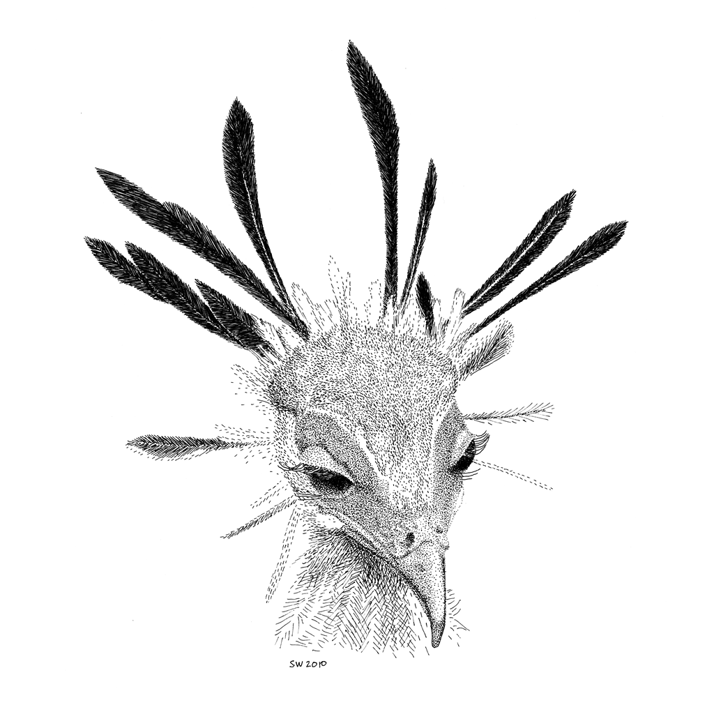 1024x1024 Secretary Bird