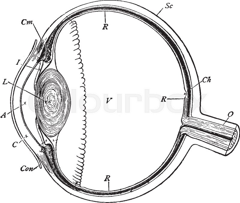 800x675 This Illustration Represents Section Of The Eyeball, Vintage Line