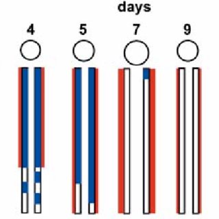 320x320 Schematic Drawing Of The Sequence Of Changes In Proximal Tubules