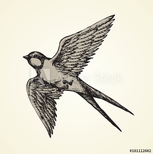 498x500 Vector Drawing Of A Series Of Sketches Birds Swallow
