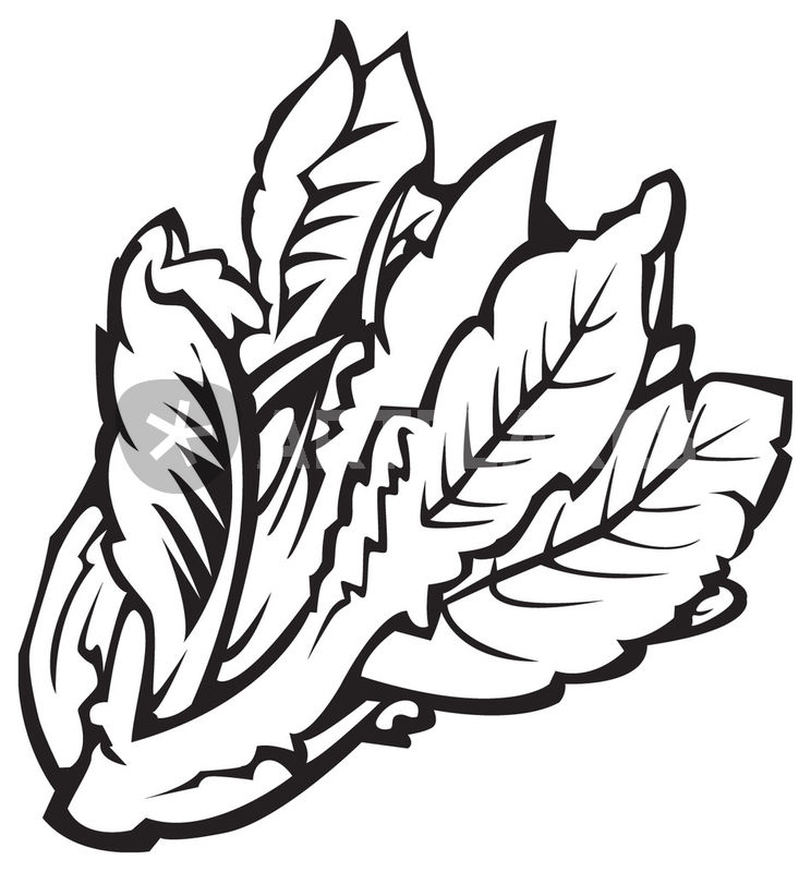 744x800 Vegetables Series Lettuce Drawing Art Prints And Posters