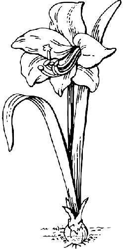 Shaded Flower Drawing
