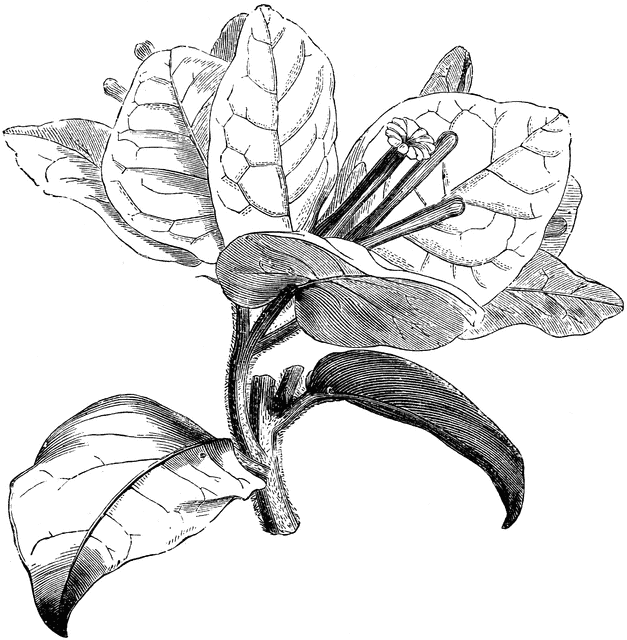 627x640 Flowering Branch Of Bougainvillea Spectabillis Begonville