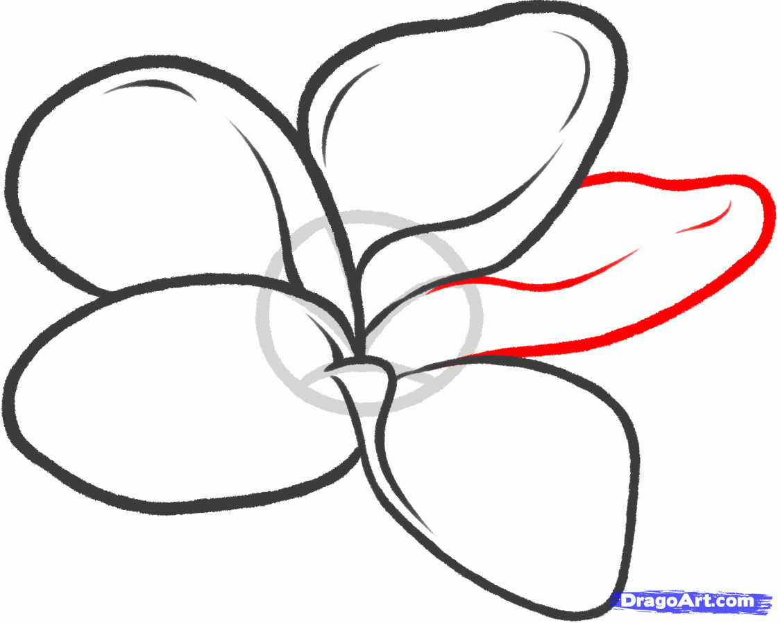 1124x899 how to draw a frangipani, plumeria flower, step