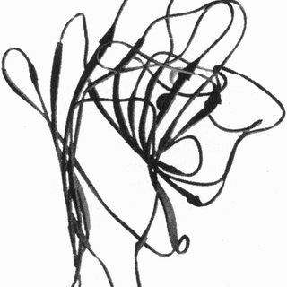 320x320 Ribbon Drawing