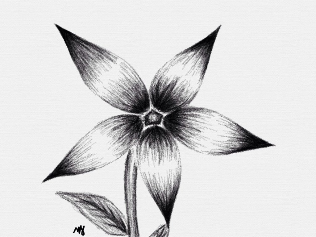 Shaded Flower Drawing Free download on ClipArtMag