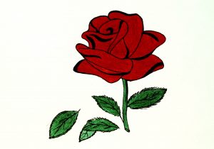 300x210 rose flower pencil drawing gamla rose flower pencil drawing gamla