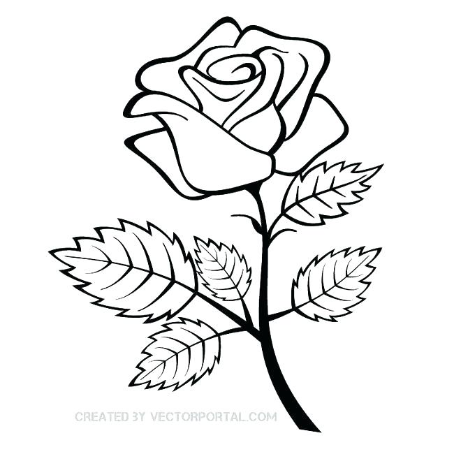 660x660 Rose Drwaing