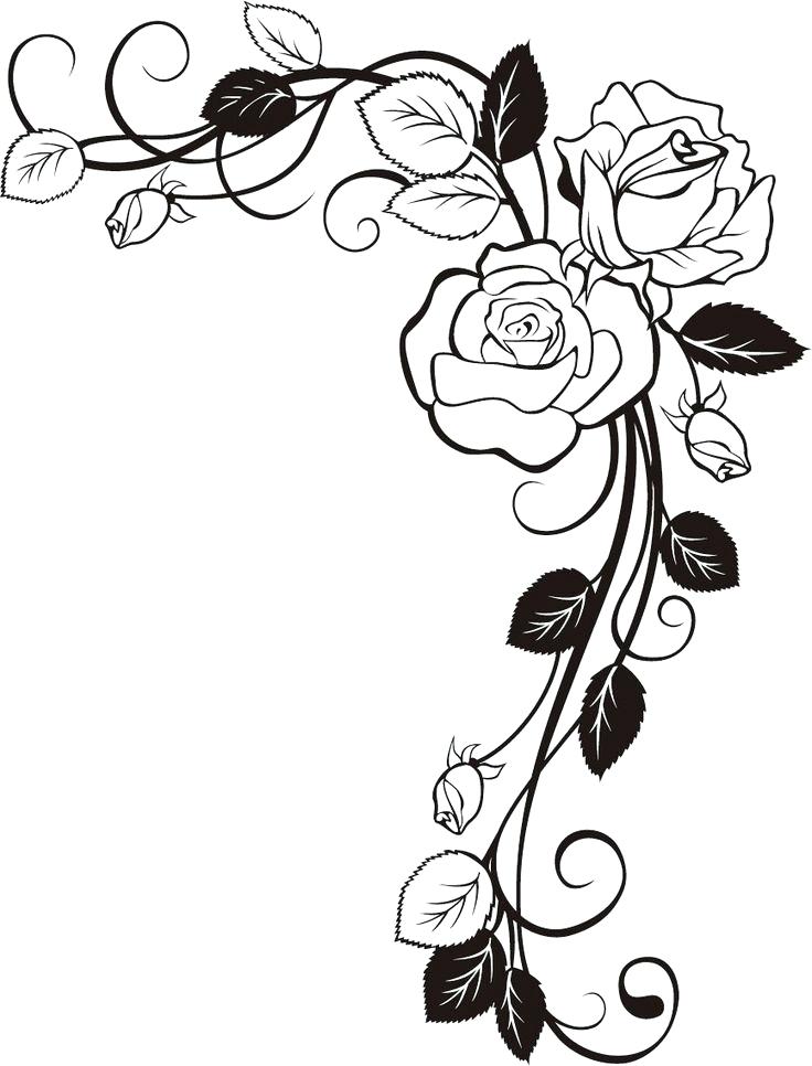 736x966 W To Draw A Rose