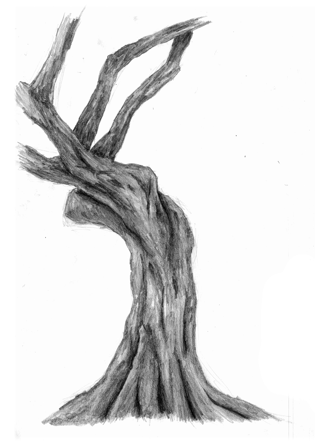 Shaded Tree Drawing