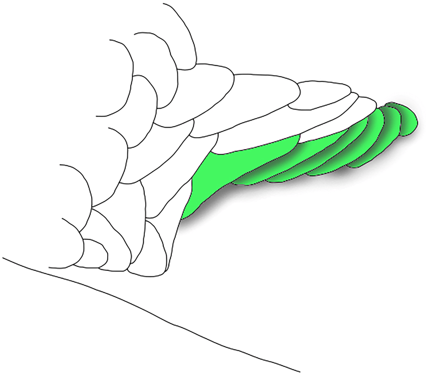 850x747 schematic representation of the caudal fin squamation of diapoma