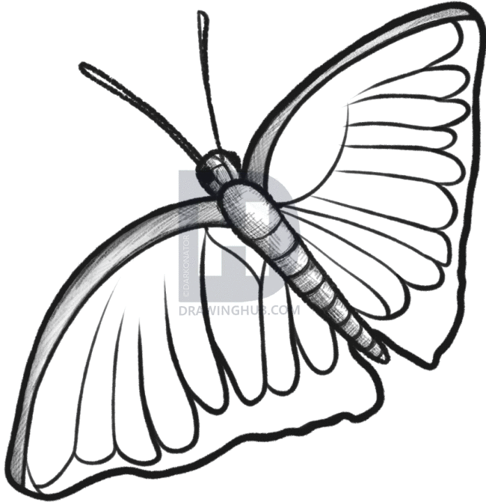 697x720 How To Sketch A Butterfly, Step