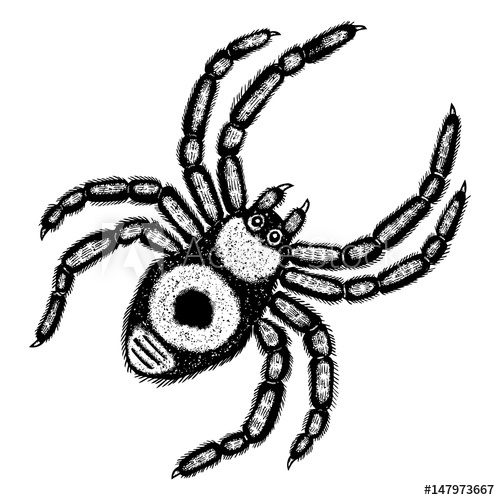 500x500 insect stipple drawing halloween decorative spider isolated