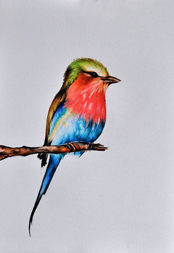 570x831 Original Colored Pencil Drawing Bird Painting Bird Art