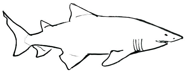 619x245 Easy Shark Drawings Shark Bull Shark Drawing Easy Step