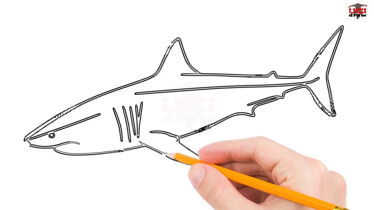 1280x720 How To Draw A Great White Shark Step