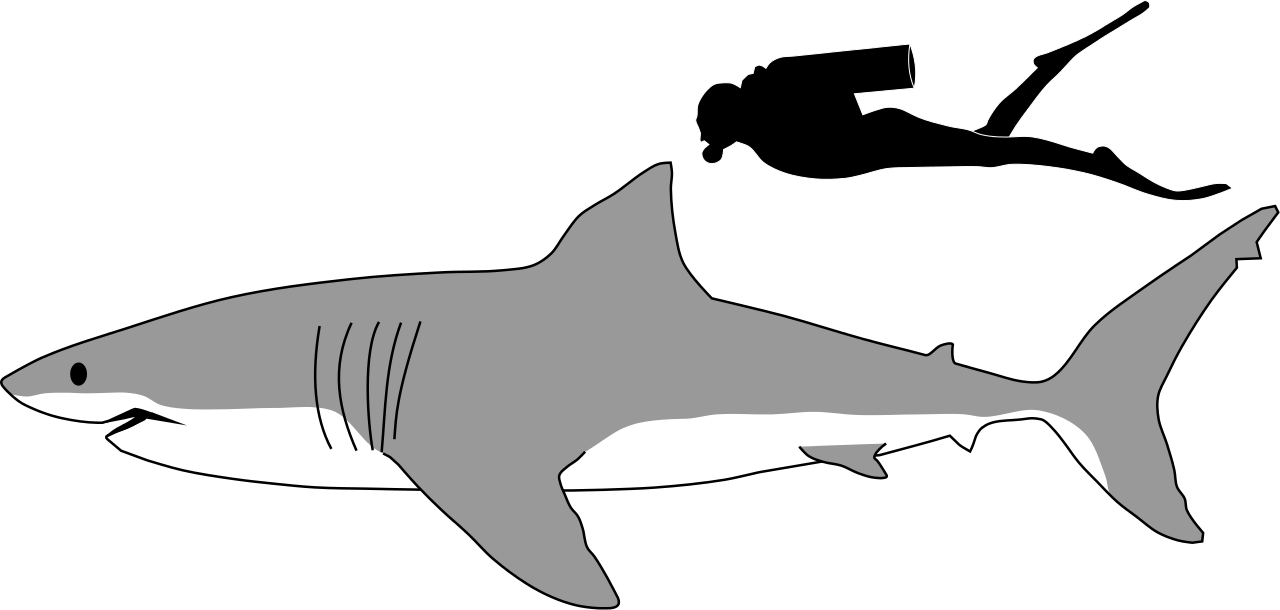 1280x610 Shark Drawing Free Download
