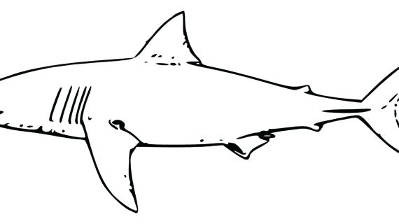 570x320 Draw A Shark Draw Shark