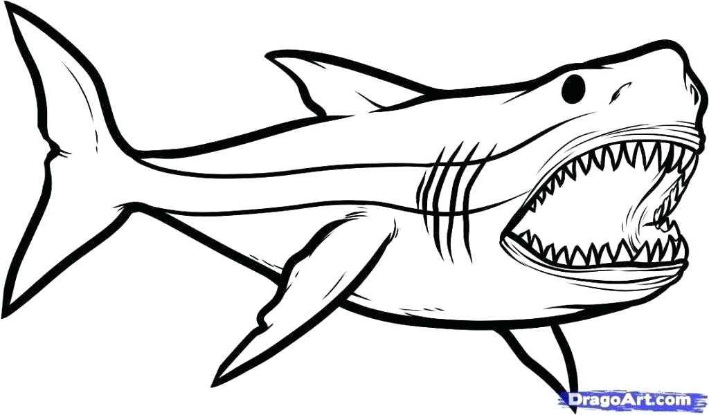 1024x600 Easy Shark Drawings Draw Shark Tiger Shark Drawing Easy Step