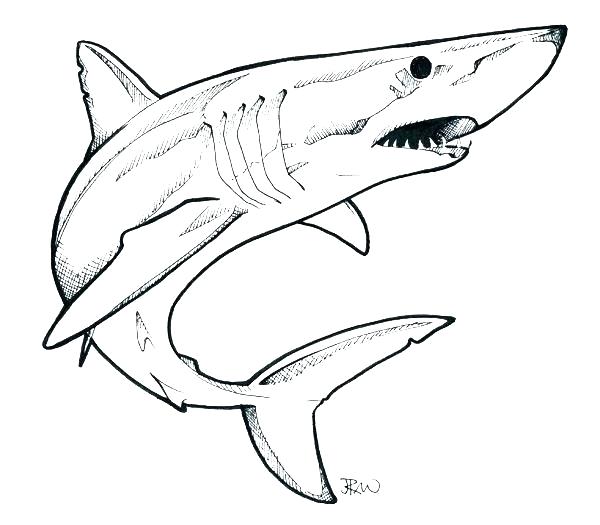 600x525 Drawing A Shark Step