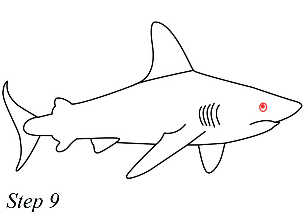 1024x720 Great White Wild Sea Shark Drawing Easy Steps For Kids