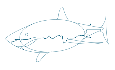 400x245 How To Draw A Great White Shark