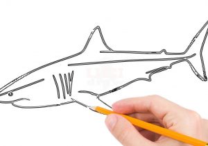 300x210 How To Draw A Easy Shark How To Draw An Easy Shark How To Draw