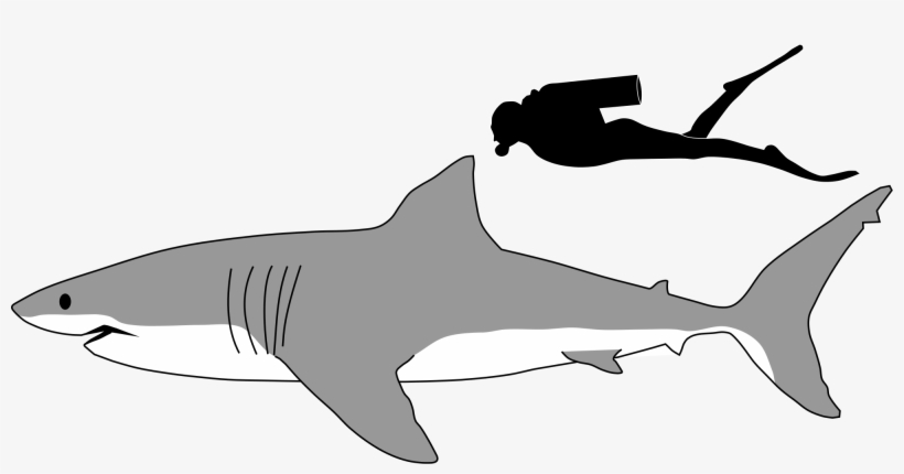 820x430 mako shark clipart line drawing