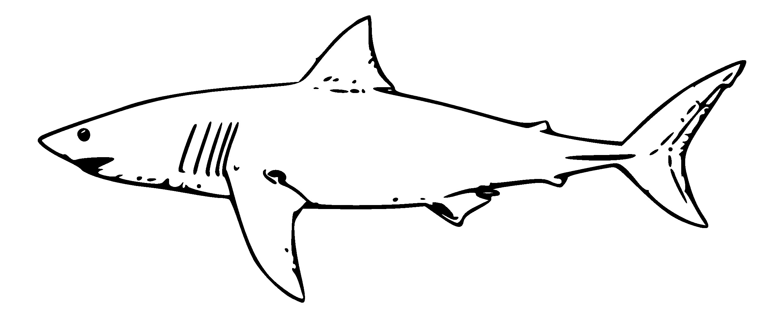 2555x1036 Shark Drawings Inspirationa Collection Of Great White Shark
