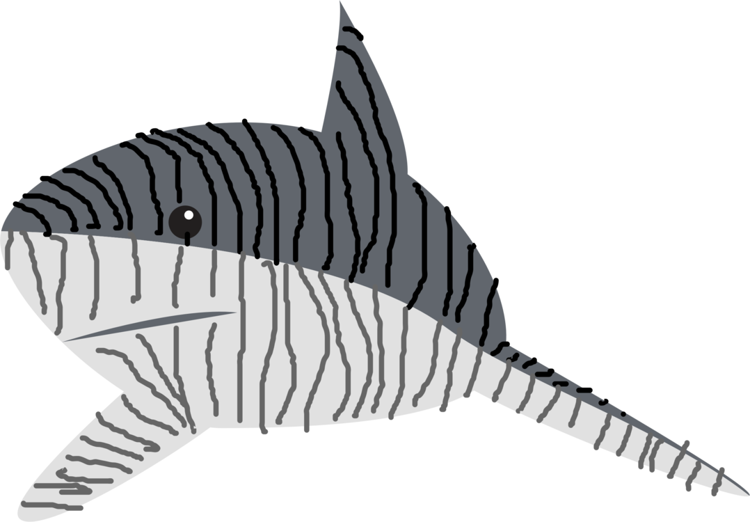 1078x750 Tiger Shark Drawing Line Art Great White Shark Cc0