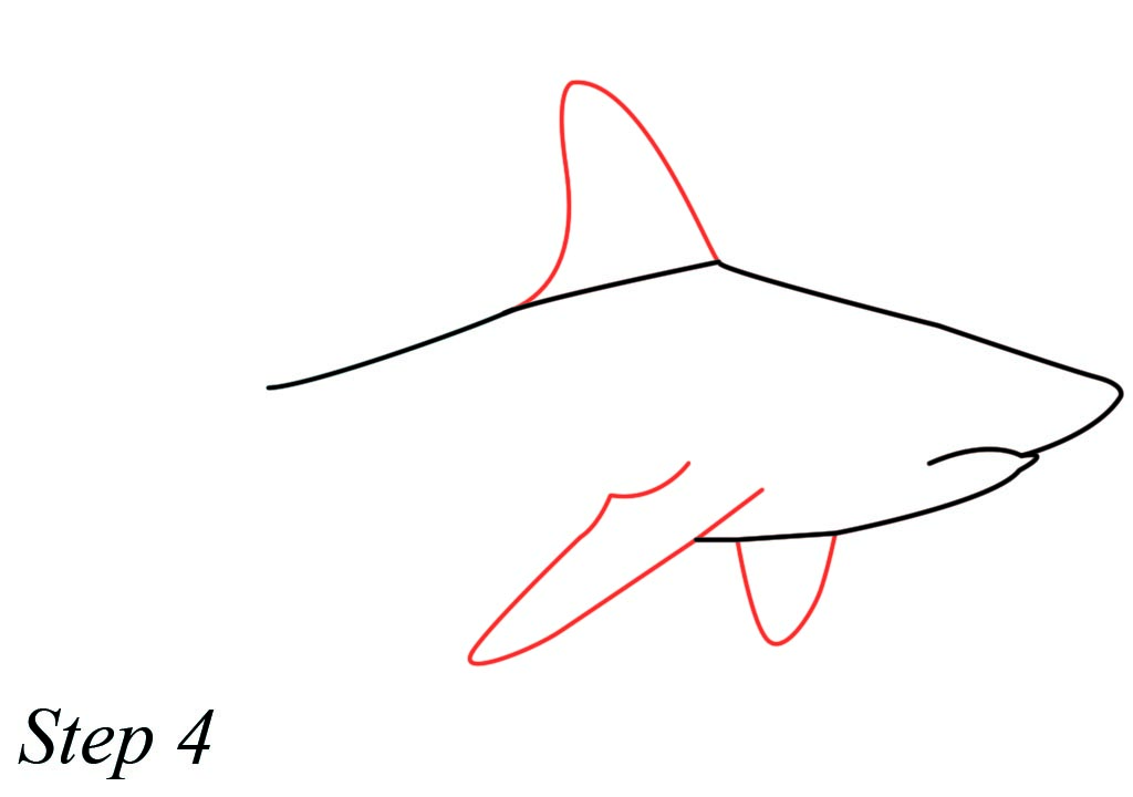 1024x720 Great White Wild Sea Shark Drawing Easy Steps For Kids