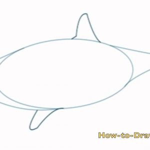 300x300 How To Draw A Cartoon Great White Shark Step