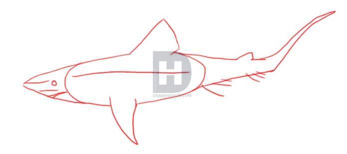 695x309 How To Draw A Shark, Step