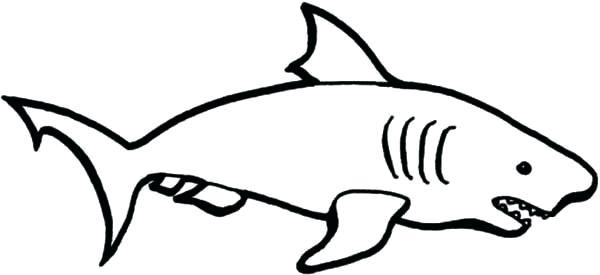 600x275 Easy Sharks To Draw How To Draw A Great White Shark Step