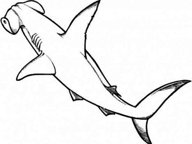 640x480 Hammerhead Shark Template