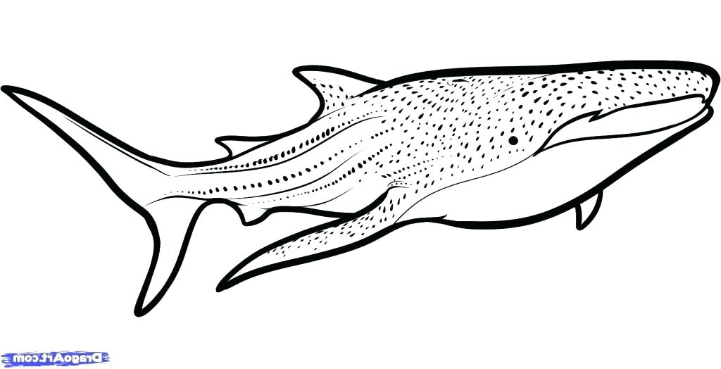 1024x524 Whale Shark Coloring