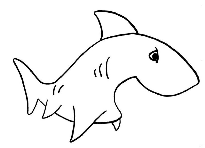 800x581 Shark Drawing Simple For Free Download