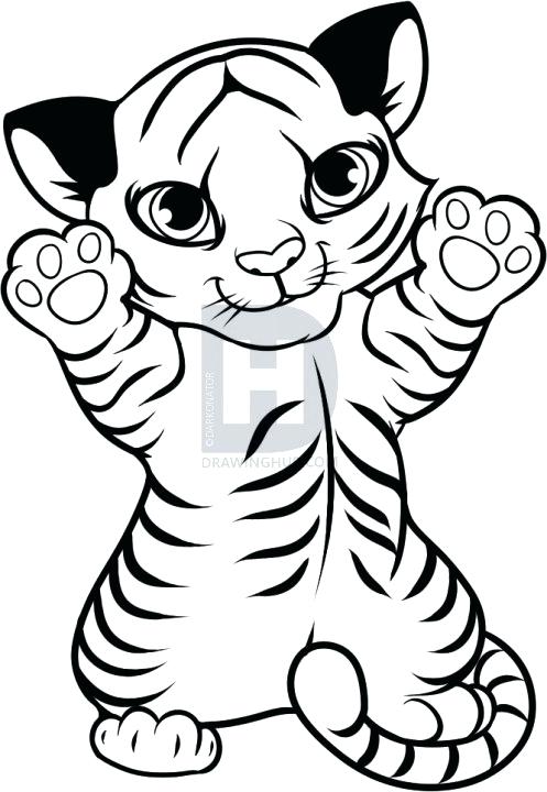 497x720 Drawing Of A Tiger Description Here Is The Cute Little Cub When